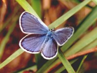 A Karner blue butterfly with its wings spread, standign on a blade of grass.